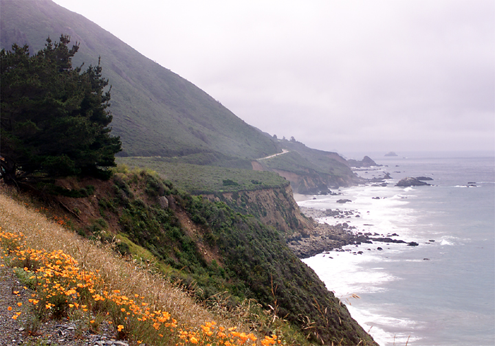 picture of California coastline with poppies in the foreground
